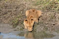 Thirsty Cub, Sabi Sand Game Reserve, &copy;Brian Jones